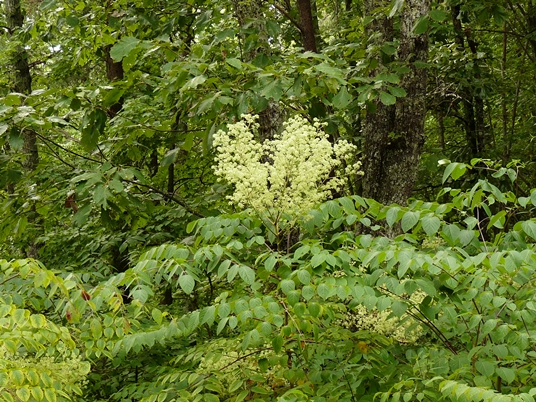 {Aralia spinosa}
